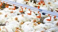 À SAVOIR - Rien ne résiste au tsunami de turbo-poulets